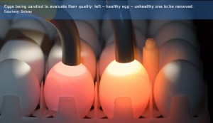 eggs_candled