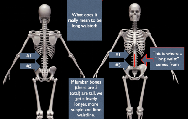 Being long waisted gives you a sexy belly and it comes from the lumbar spine