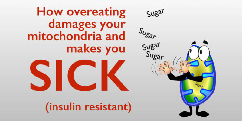Too Much Food Causes Insulin Resistance