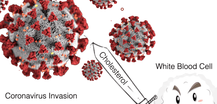 Higher Cholesterol Levels May Help Fight Infection