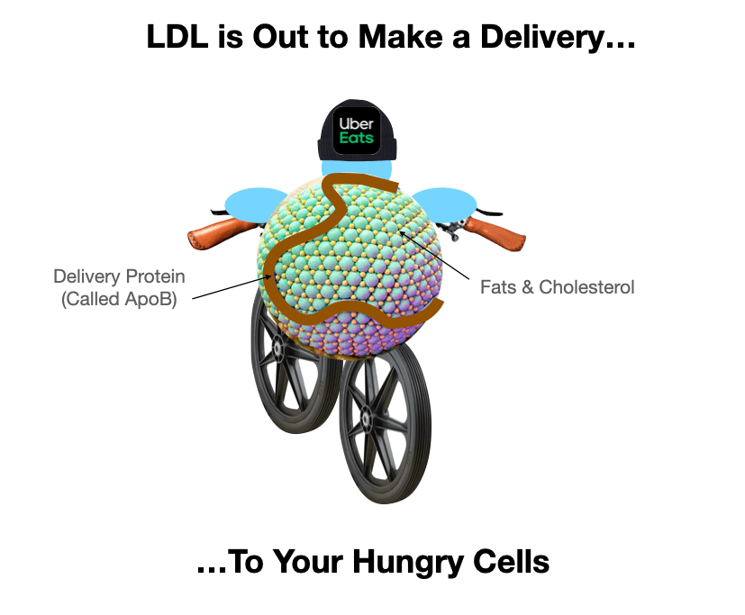 LDL cholesterol is not bad