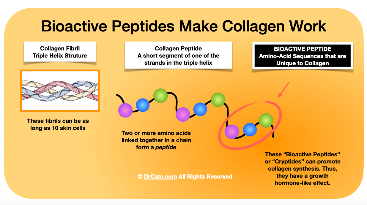 Bioactive Peptides make collagen work