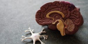 brain health