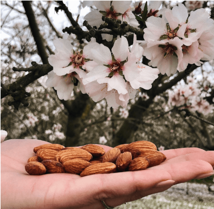 almond tree in blossom with almonds