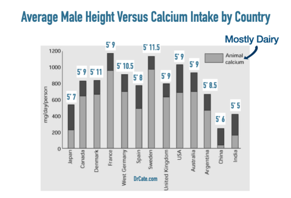 If lactose intolerance causes low dairy intake it may reduce adult height.