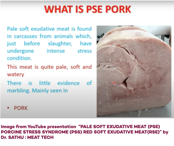 Image from YouTube presentation “PALE SOFT EXUDATIVE MEAT (PSE) PORCINE STRESS SYNDROME (PSS) RED SOFT EXUDATIVE MEAT(RSE)” by Dr. SATHU : MEAT TECH
