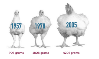 Changes in the growth rate of chickens in the past 60 years