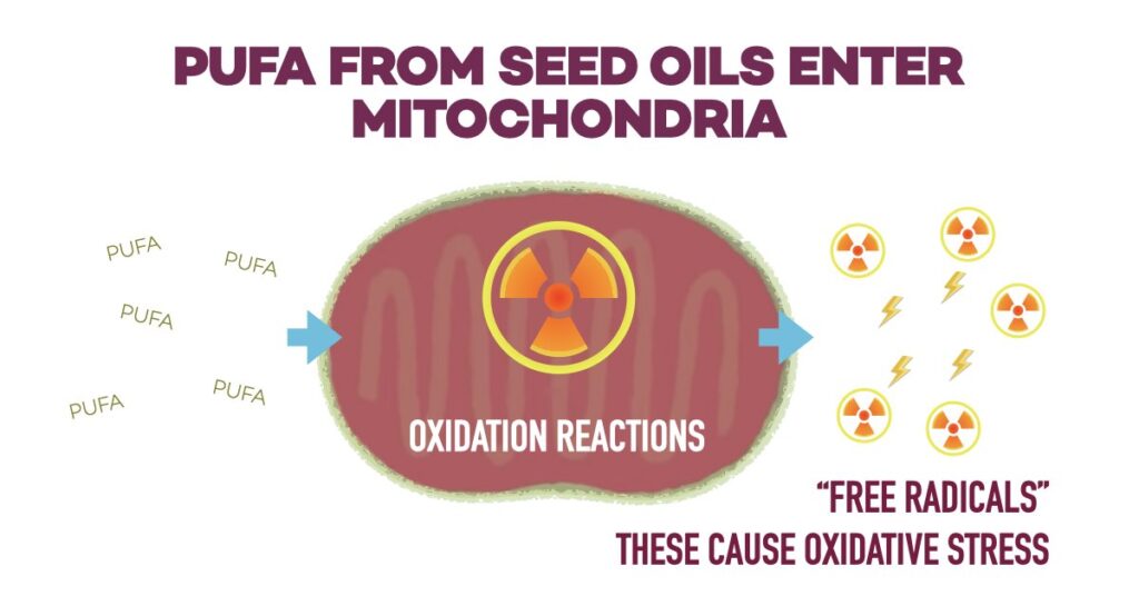GRAPHIC ILLUSTRATING HOW SEED OILS PROMOTE OXIDATIVE STRESS AND FREE RADICALS