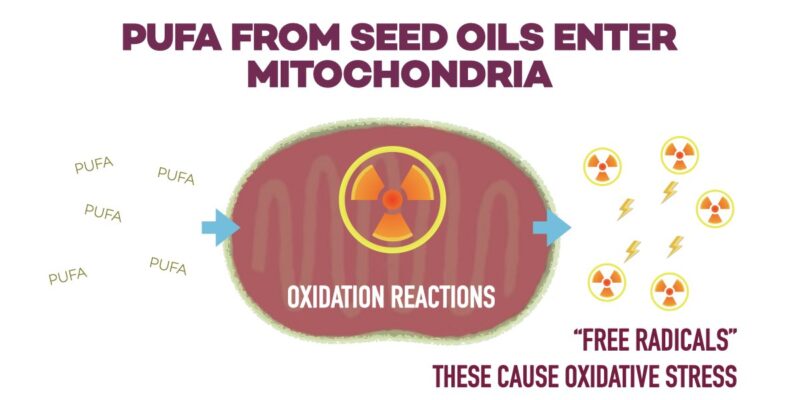 GRAPHIC ILLUSTRATING HOW SEED OILS PROMOTE OXIDATIVE STRESS AND FREE RADICALS